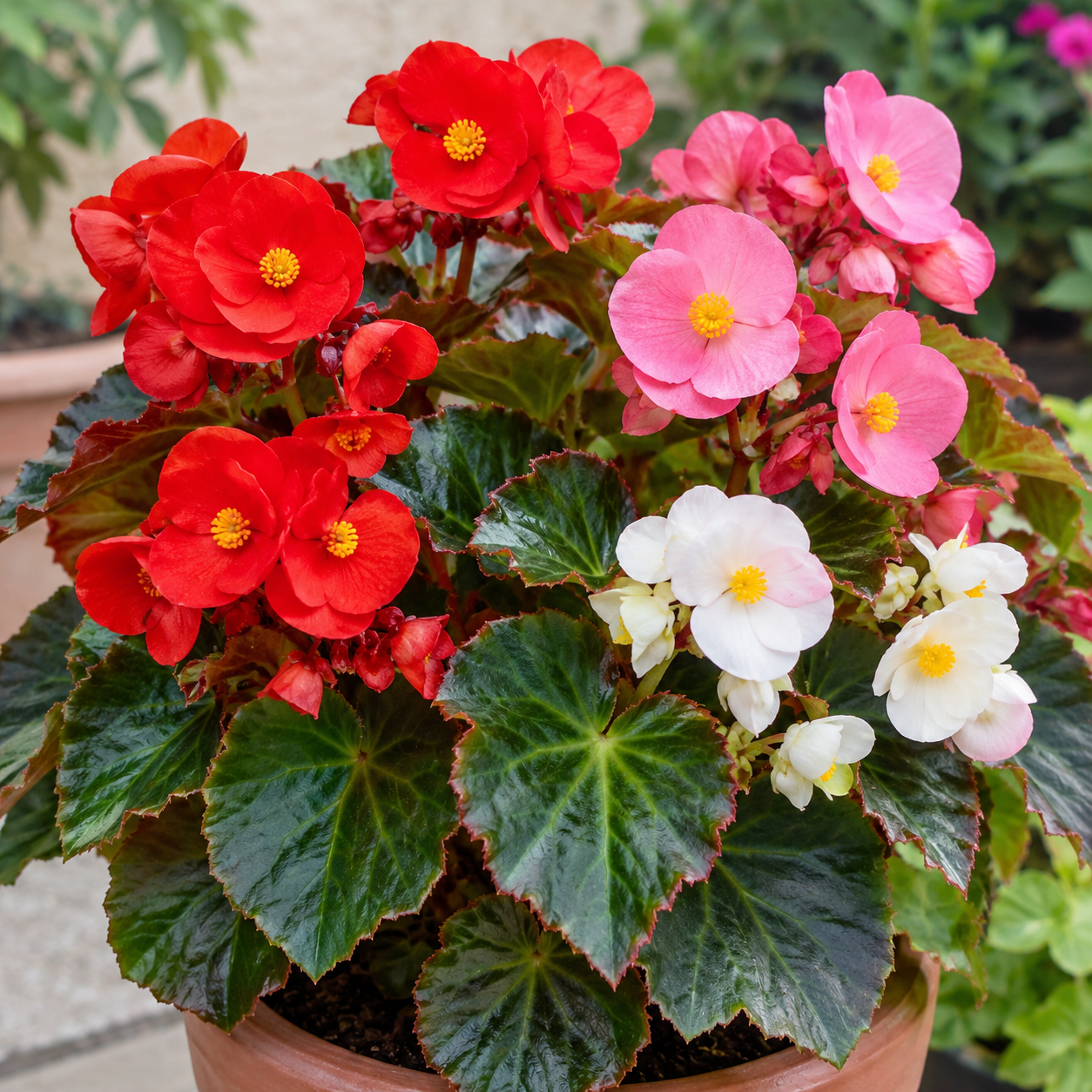 north facing balcony plants