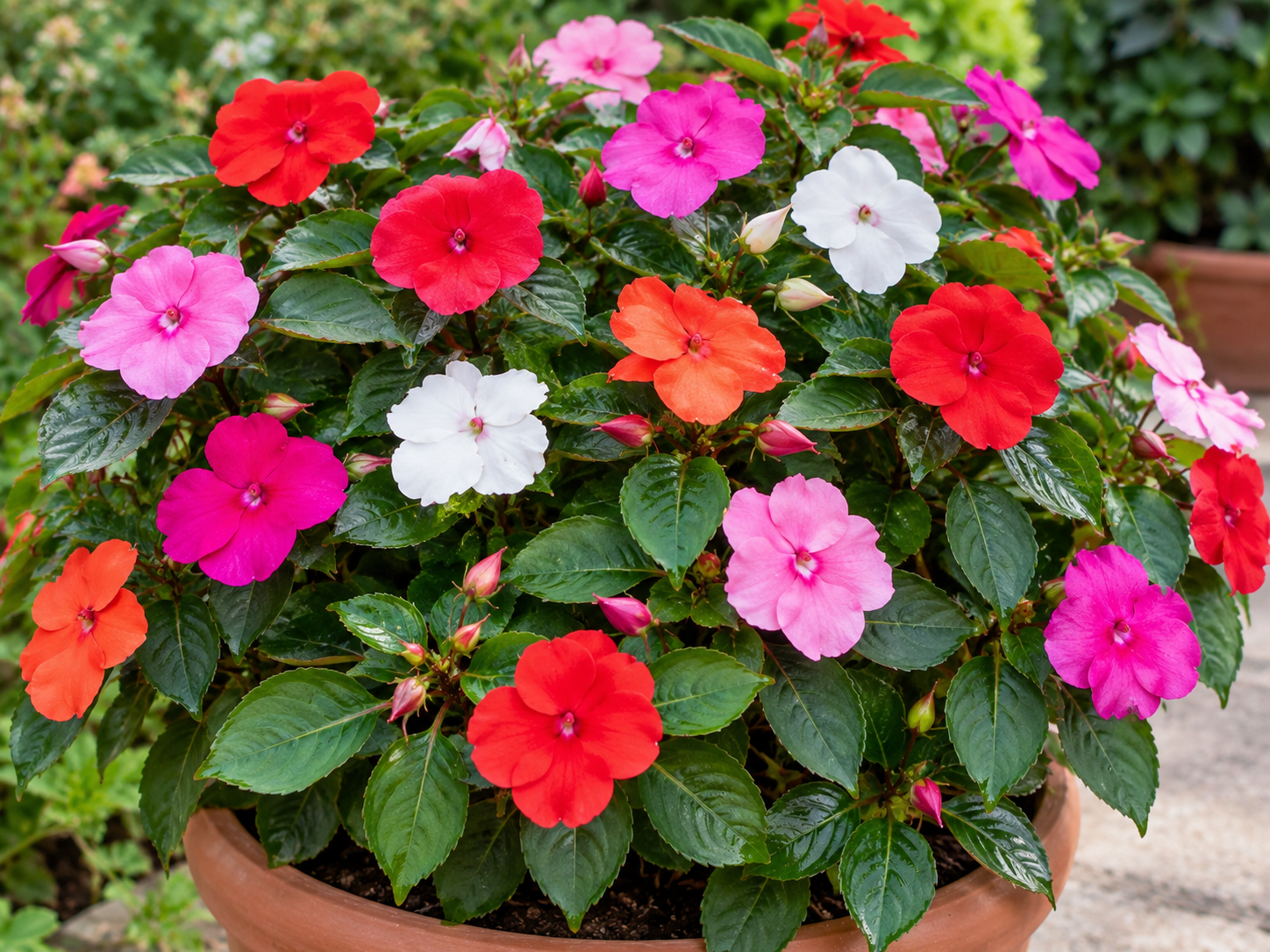 north facing balcony plants